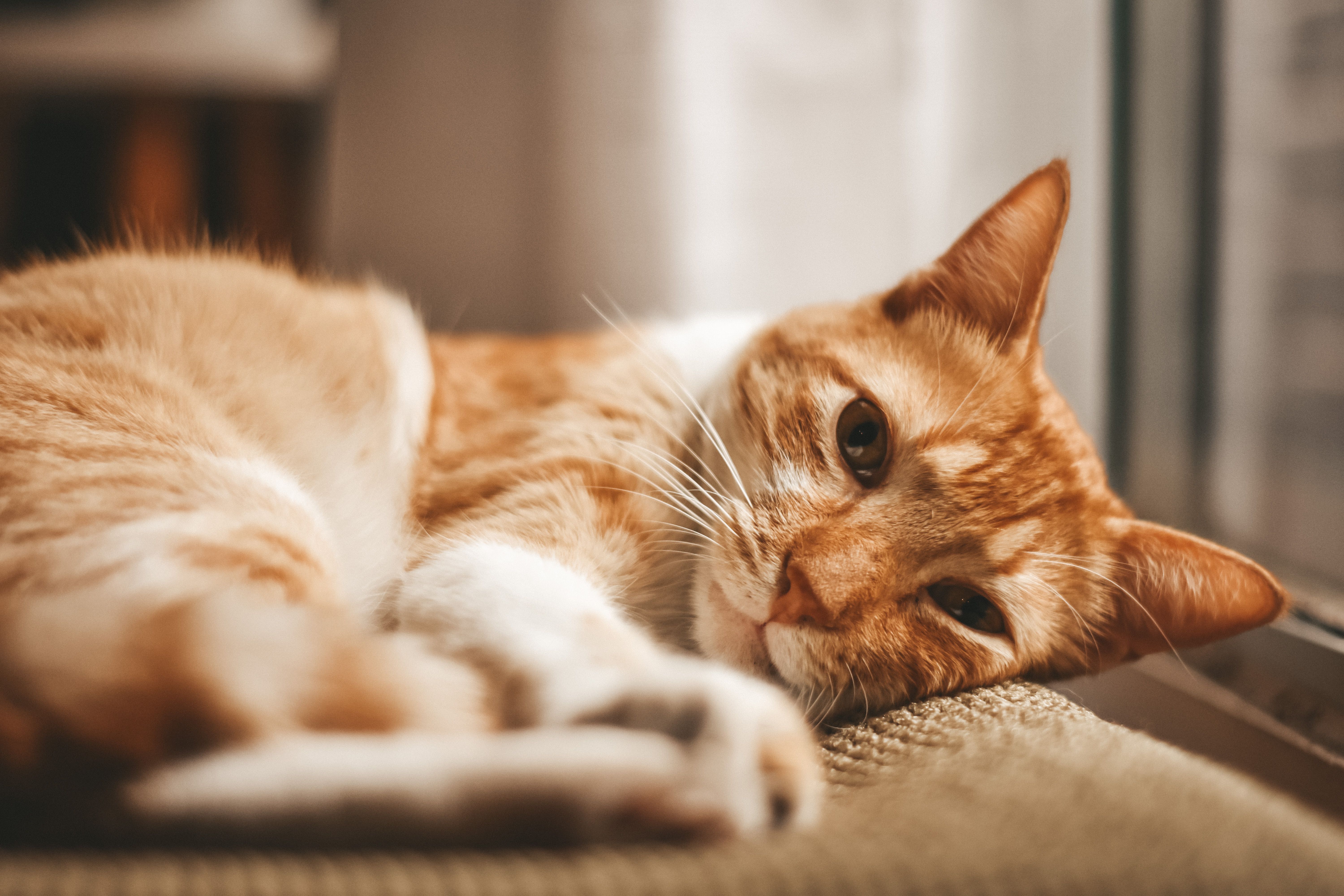 random Cat